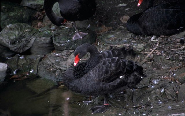   (black swan)